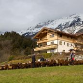 Schafausstellung Tiroler Bergschaf  (52)